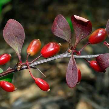 Red Thunberg`s Barberry