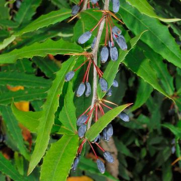 Veitch`s Barberry