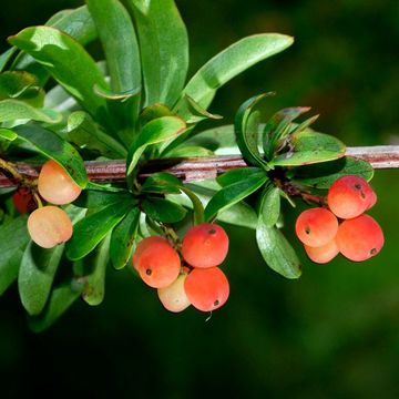 Verna`s Barberry