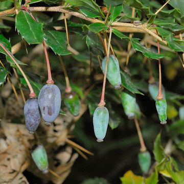 Berberis verruculosa