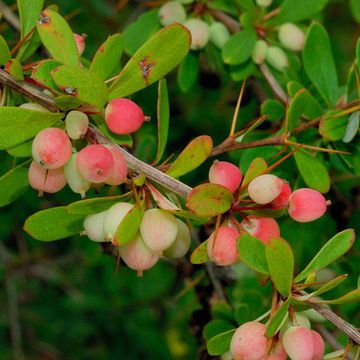 Berberis wilsoniae