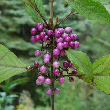 American Beautyberry