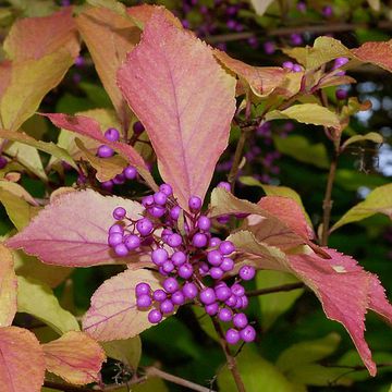 Callicarpa dichotoma