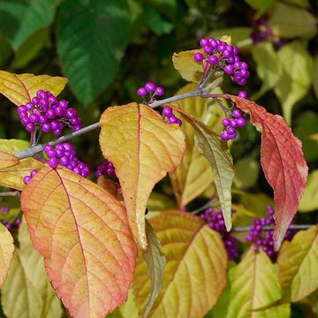 Callicarpa japonica