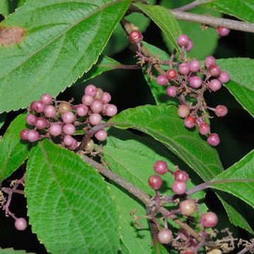 Callicarpa loboapiculata