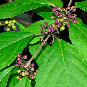 Callicarpa × shirasawana