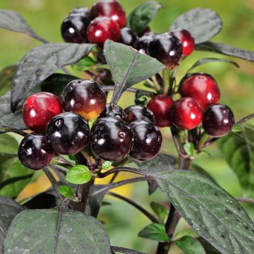 Capsicum annuum "Black Pearl"