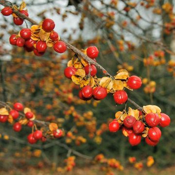 Oriental Staff Vine