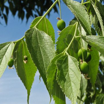 Celtis australis