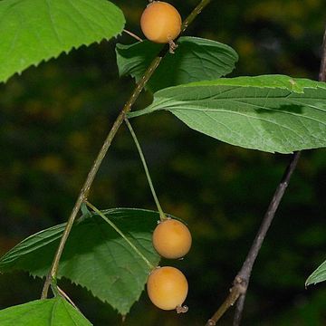 Celtis biondii