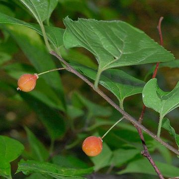 Caucasian Hackberry