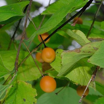 Common Hackberry