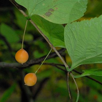 Celtis reticulata