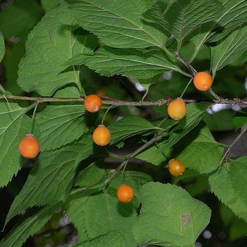 Oriental Hackberry