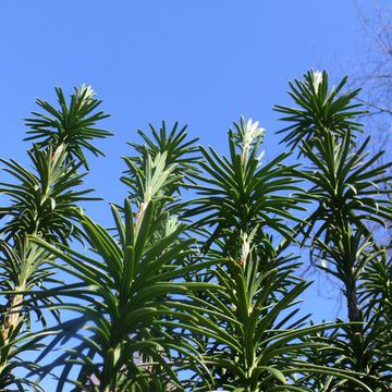 Cowtail Pine