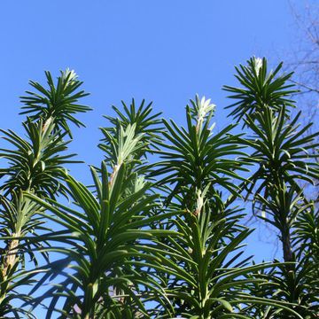 Cephalotaxus harringtonia