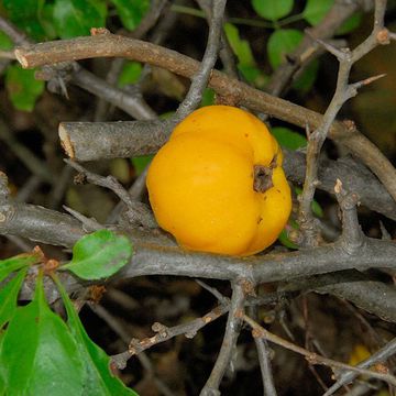 Chaenomeles japonica