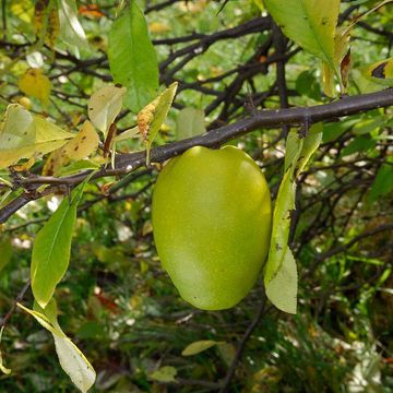 Chaenomeles speciosa "Aurora"