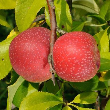 Chaenomeles speciosa "Versicolor"