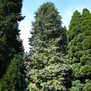 Chamaecyparis lawsoniana