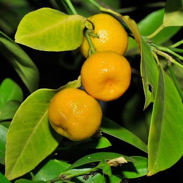 Calamondin-Orange