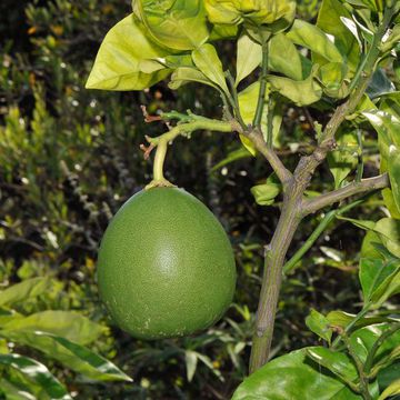 Pomelo