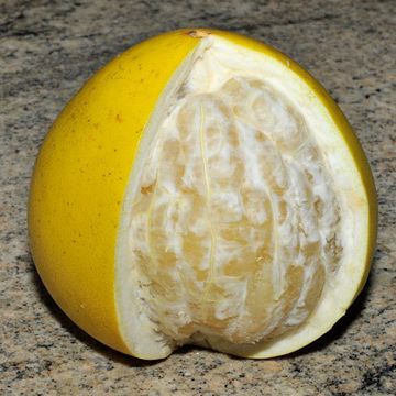 Honey Pomelo