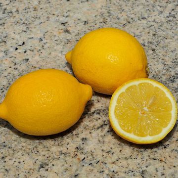 Citrus limon "Primofiori"