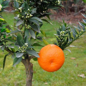 Myrtle-leaved Orange Tree