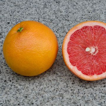 Citrus paradisi "Star Ruby"