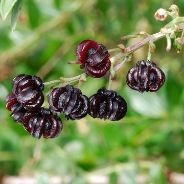 Coriaria myrtifolia