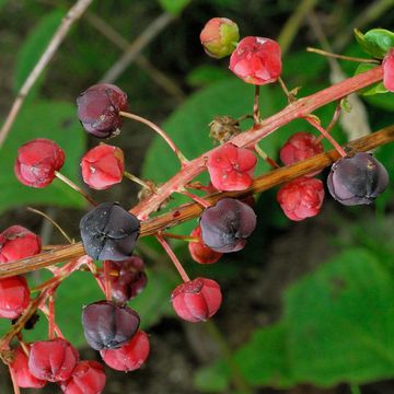 Coriaria nepalensis