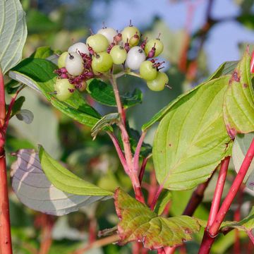 Cornus alba