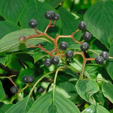 Cornus alternifolia