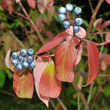 Silky Dogwood