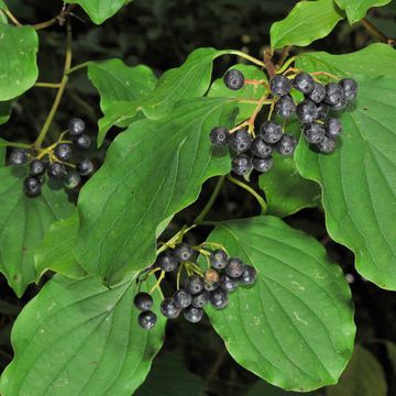 Cornus australis