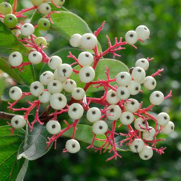 Cornus drummondii