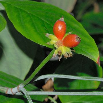 Blumen-Hartriegel