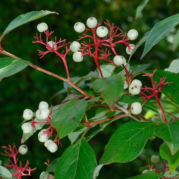 Cornus foemina