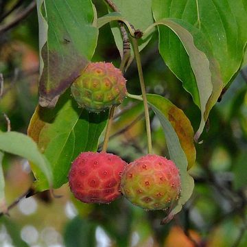 Cornus kousa