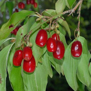 Japanese Cornelian Cherry