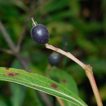 Poor-nerved Dogwood