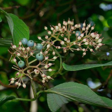 Cornus rugosa