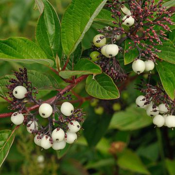 Cornus sericea