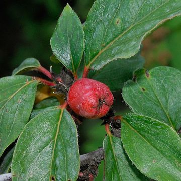 Acute-leafed Cotoneaster