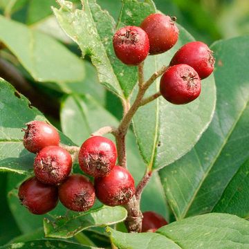 Purpleberry Cotoneaster