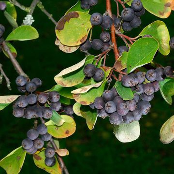 Aitchison`s Cotoneaster