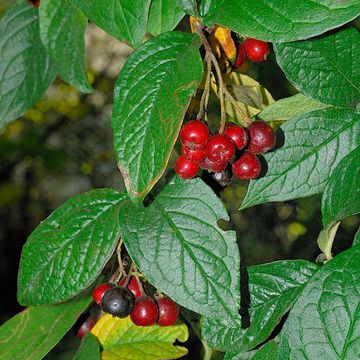 Cotoneaster bullatus