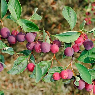 Cotoneaster calocarpus