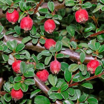 Congested Cotoneaster